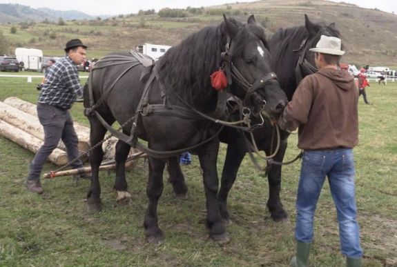 A Székelyföldi Rönkhúzó Bajnokságon jártunk (VIDEÓ)