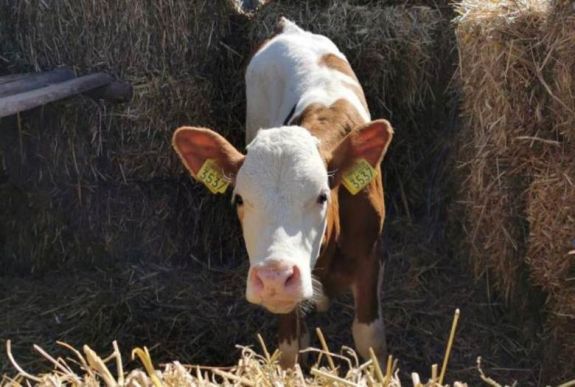 Szarvasmarha fajnemesítésről egyeztettek a Hargita megyei gazdákkal