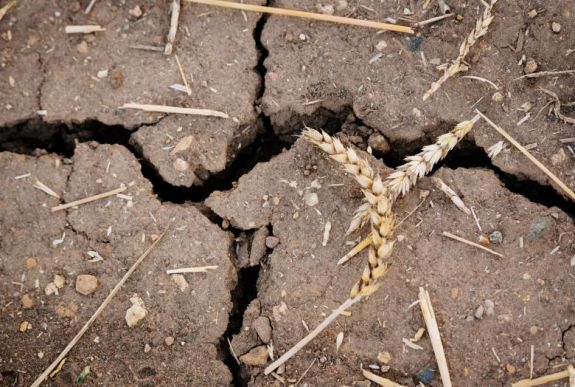 Óriásit zuhant a mezőgazdasági termelés