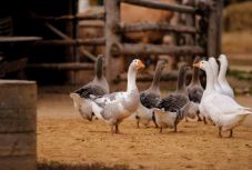 „Aki Márton-napon libát nem eszik, egész éven át éhezik” – libalakoma recepteket ajánlunk