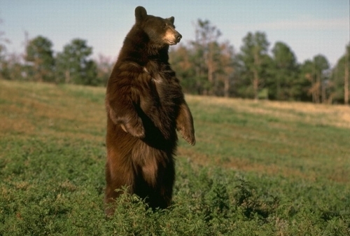Medve támadt erdőjárókra Háromszéken