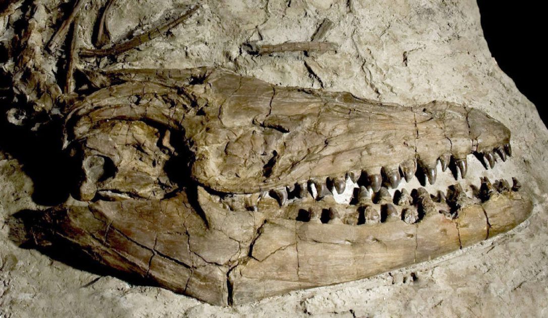 Moszaszaurusz-fosszília | Forrás: fossilera.com