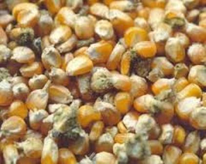 aflatoxin