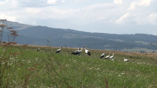 Gólyák. Menni készülnek.